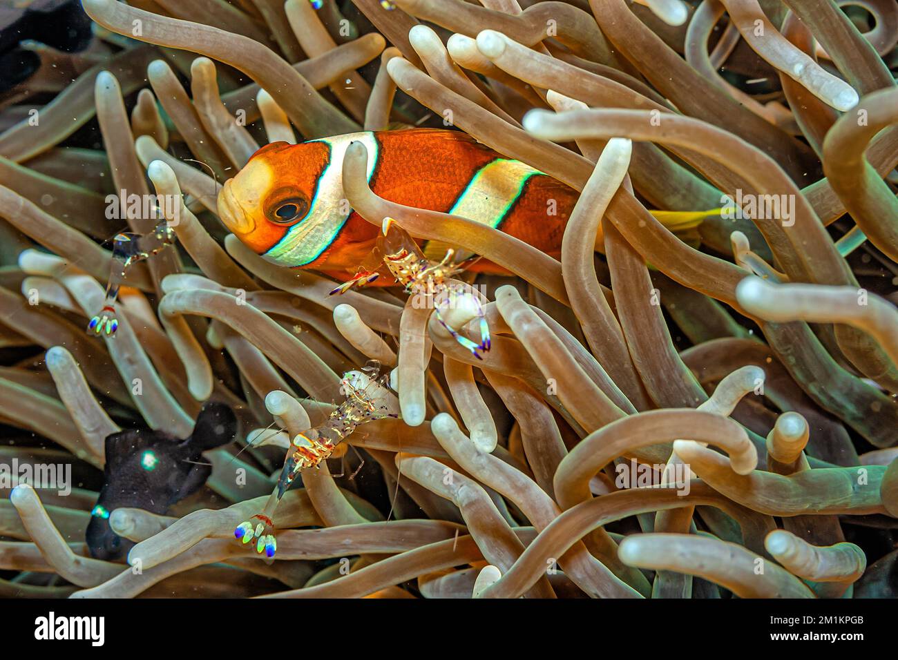 tomato clownfish,Amphiprion frenatus is a species of marine fish in the family Pomacentridae, the clownfishes and damselfishes. Stock Photo