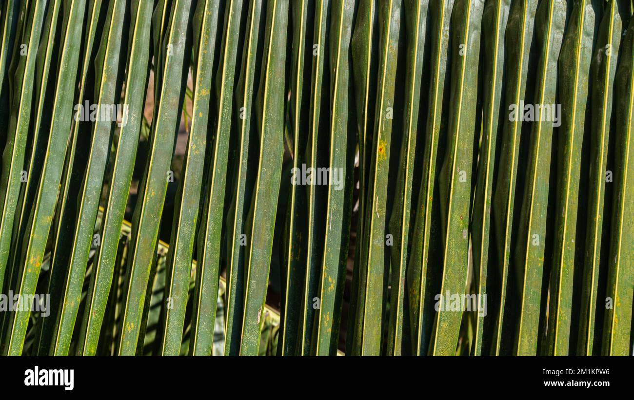 Palm branch leaf close-up, background and texture of the plant Stock ...