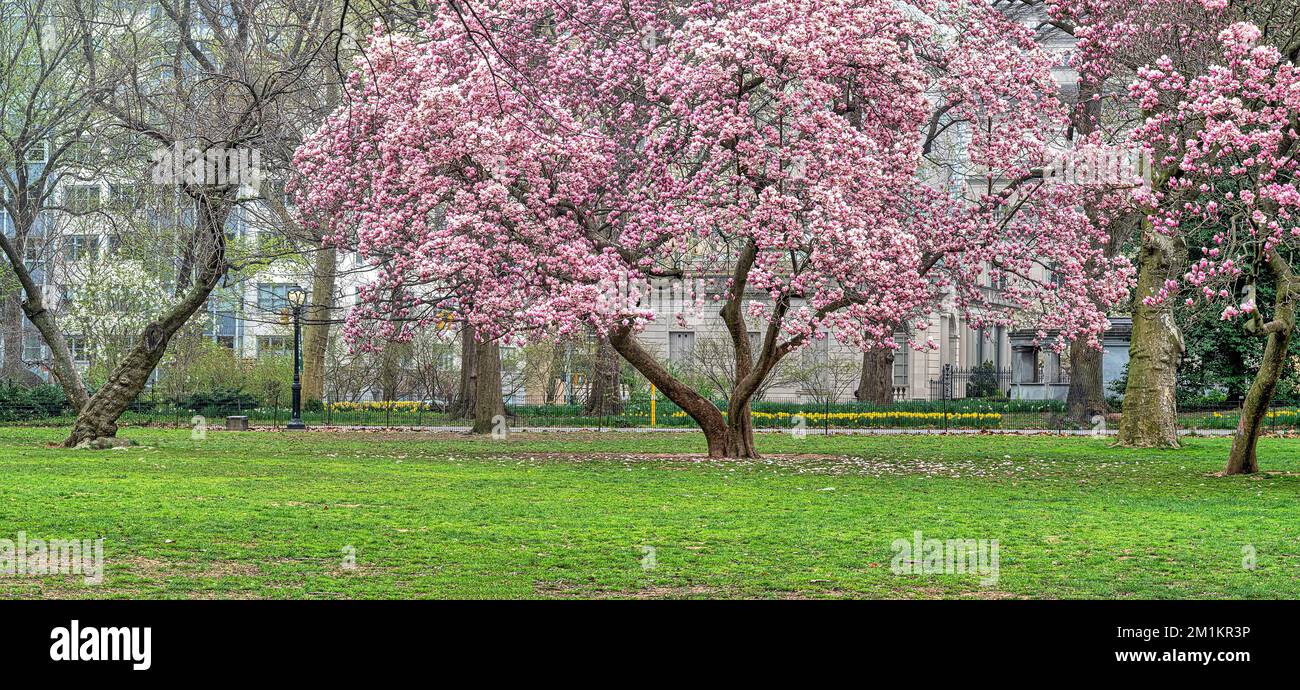 Spring in Central Park, New York City with flowering dogwood tree Stock ...