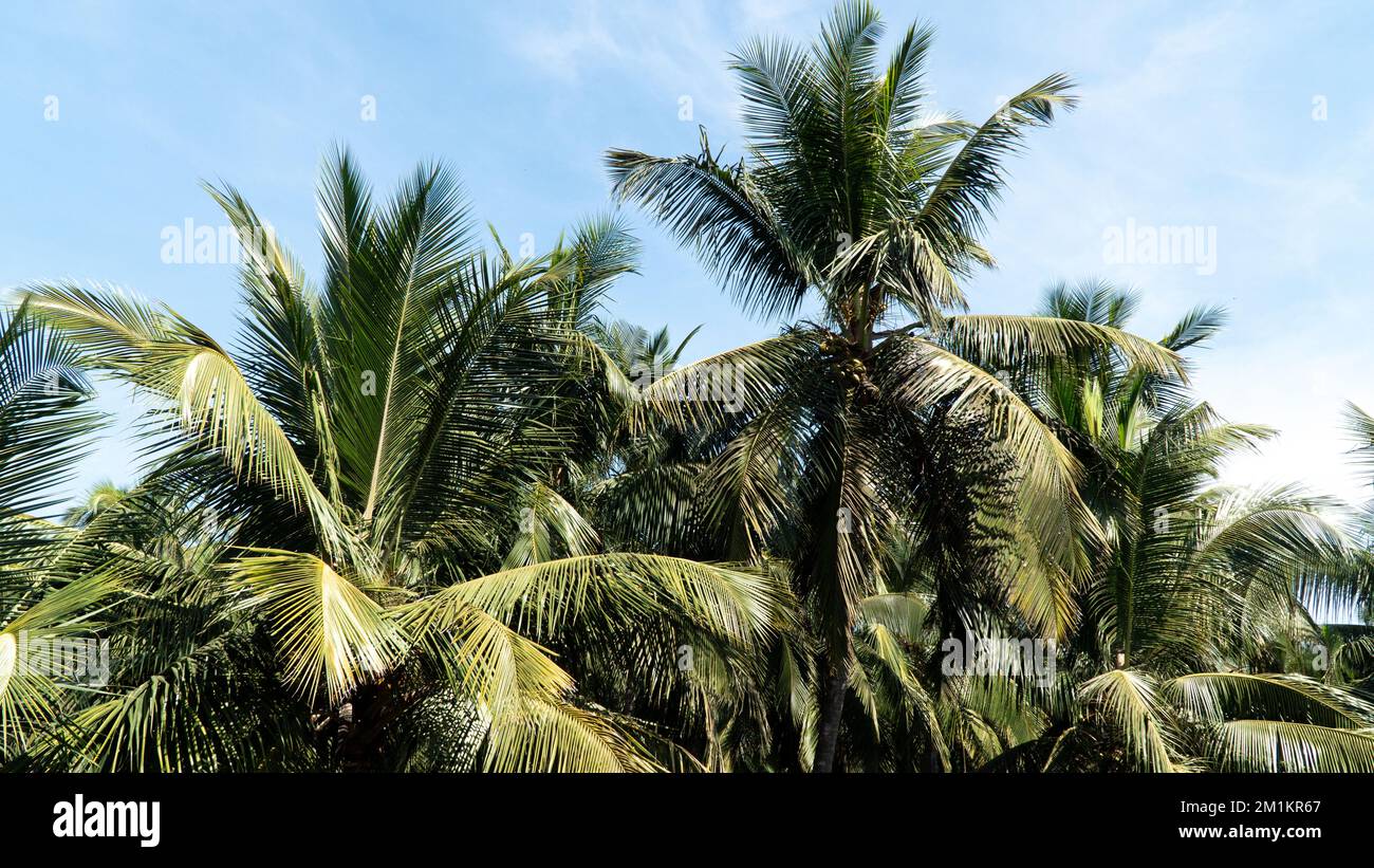 Palm grove against the blue sky, jungle, place for inscription Stock Photo