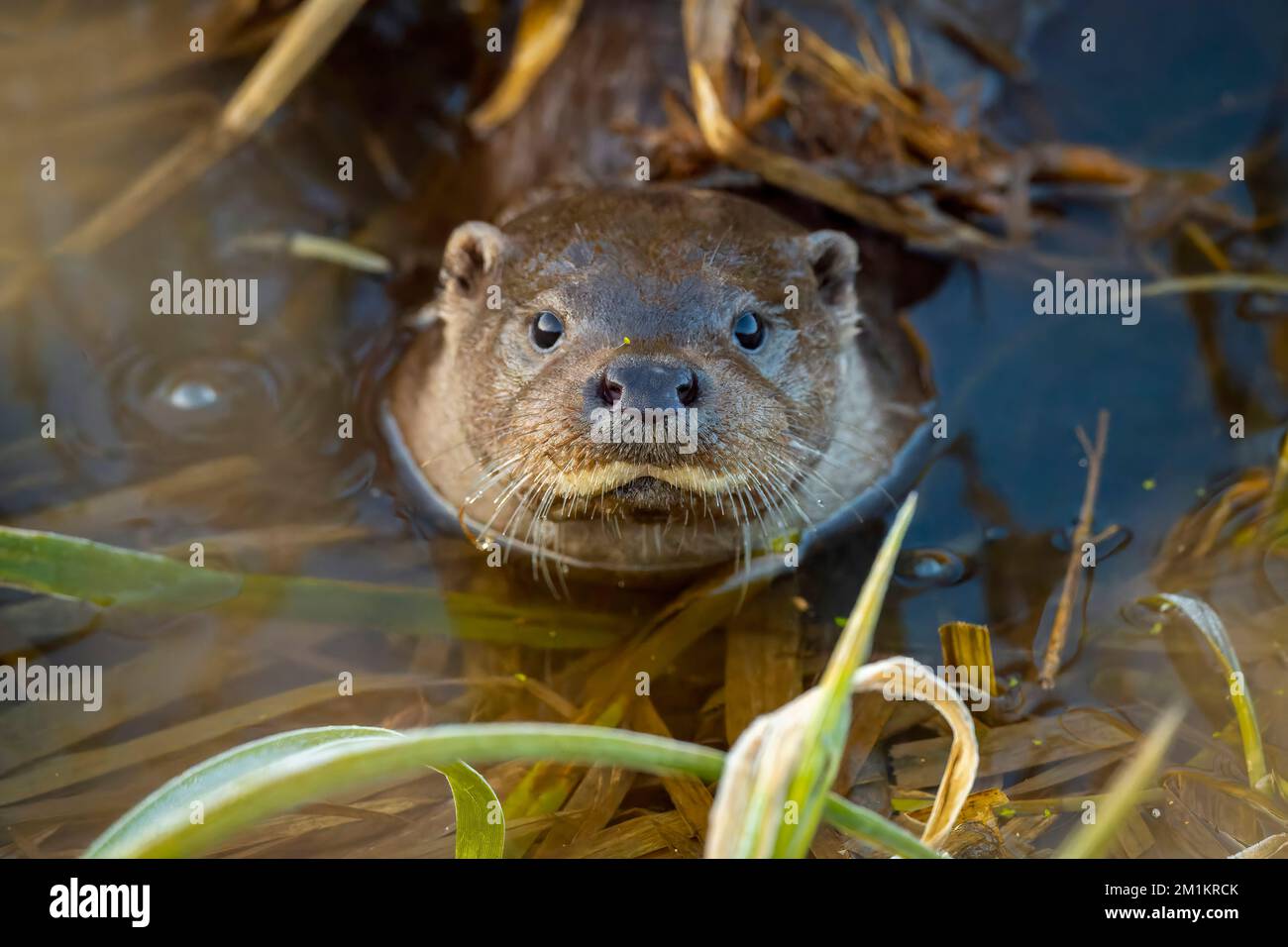 Stroud Fish FESTIVE images of an otter holding a large fish wrapped in reed that ...