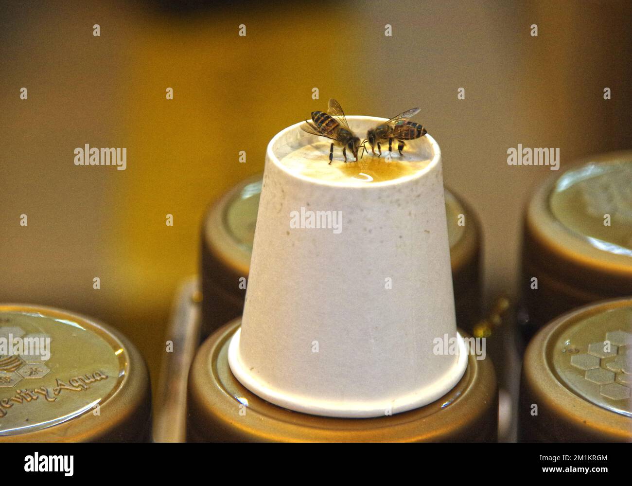 A macro view of two Afrcanized bees a paper cup Stock Photo - Alamy