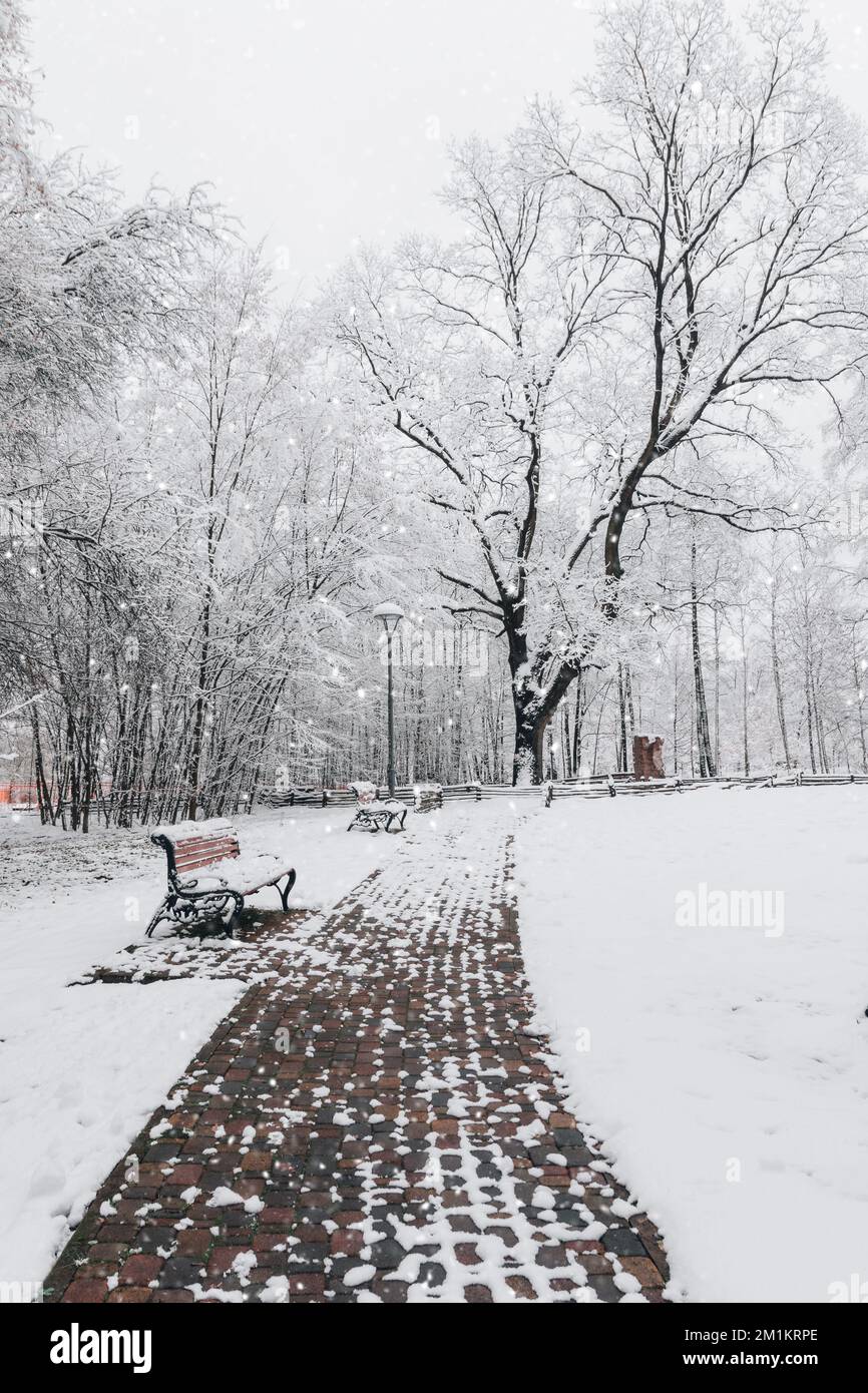 Snow-covered trees and benches in the city park. Bucha City Park, Ukraine. Winter snowy day in the park. Stock Photo