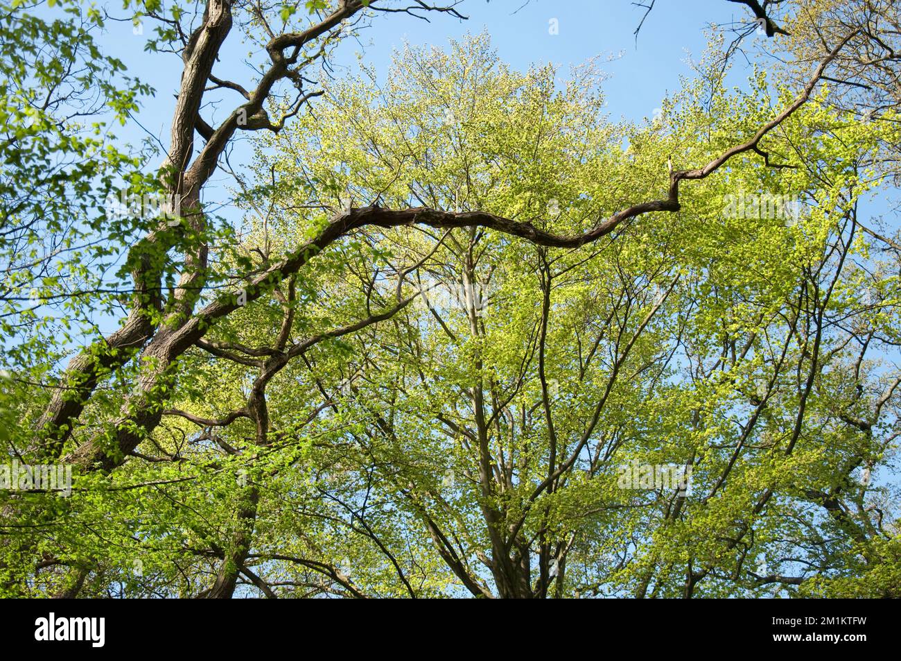 Oak and hornbeams, Queen's Wood, Highgate, London, UK. Fresh green ...