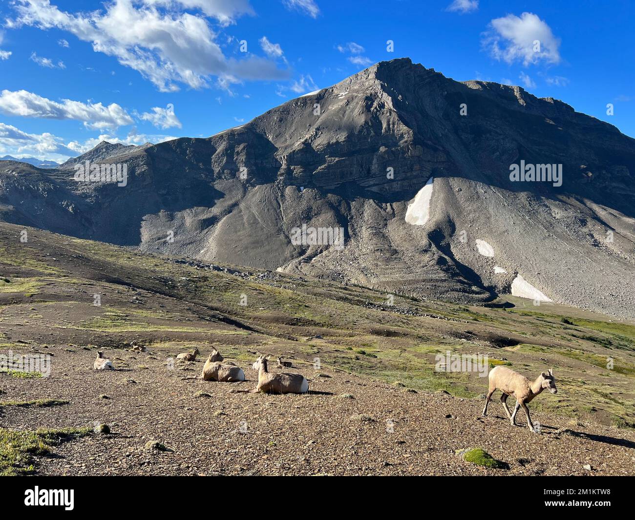 A beautiful landscape of bighorn sheep grazing in front of a mountain ...