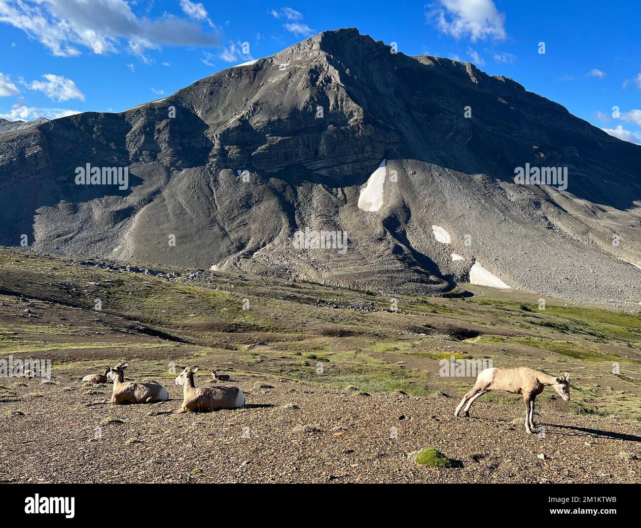 A beautiful landscape of bighorn sheep grazing in front of a mountain ...
