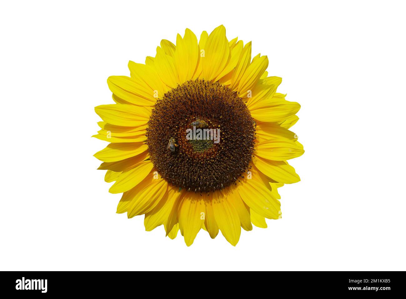 sunflower isolated on white background Stock Photo - Alamy