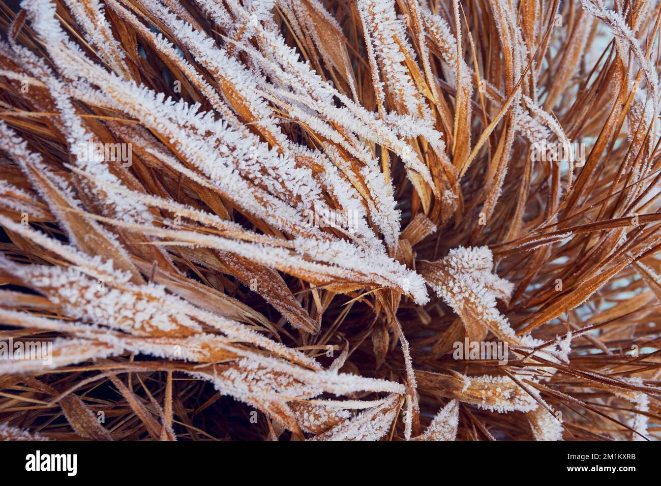 Frost on leaves of ornamental grass Hakonechloa macra 'Aureola' Stock