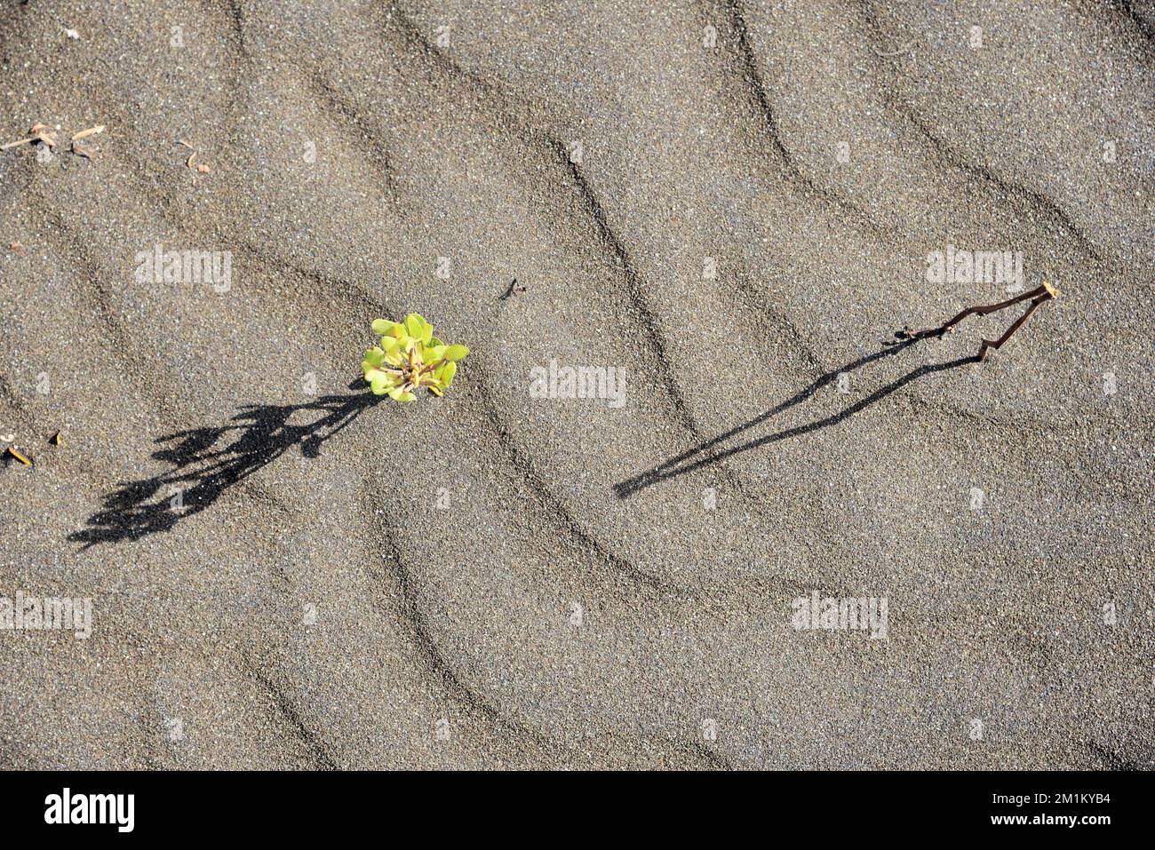 Green plant on beach, Survada beach, Valsad, Gujarat, India, Asia Stock Photo