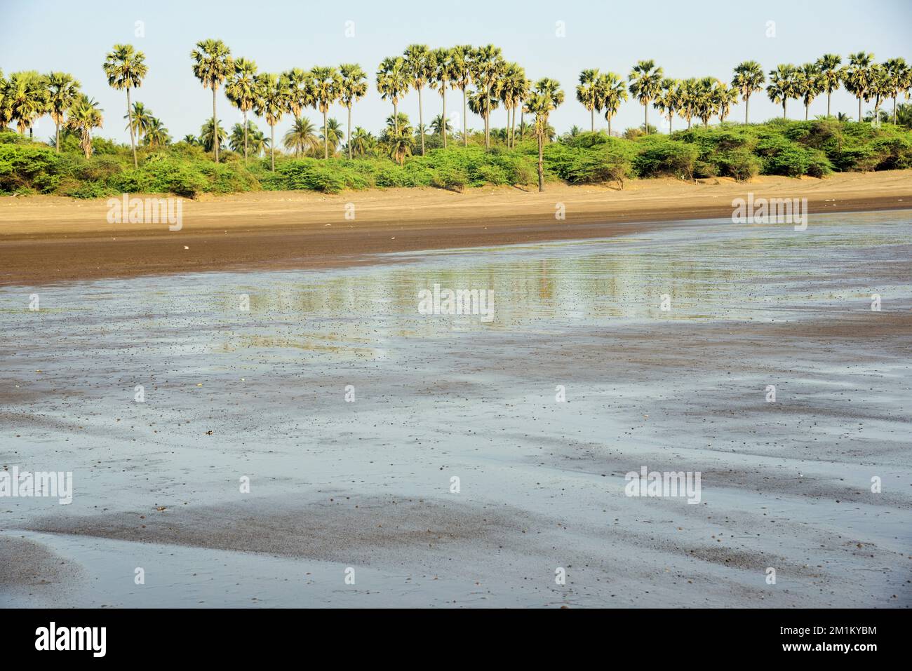 Palm trees on beach, Bhagal beach, Valsad, Gujarat, India, Asia Stock Photo