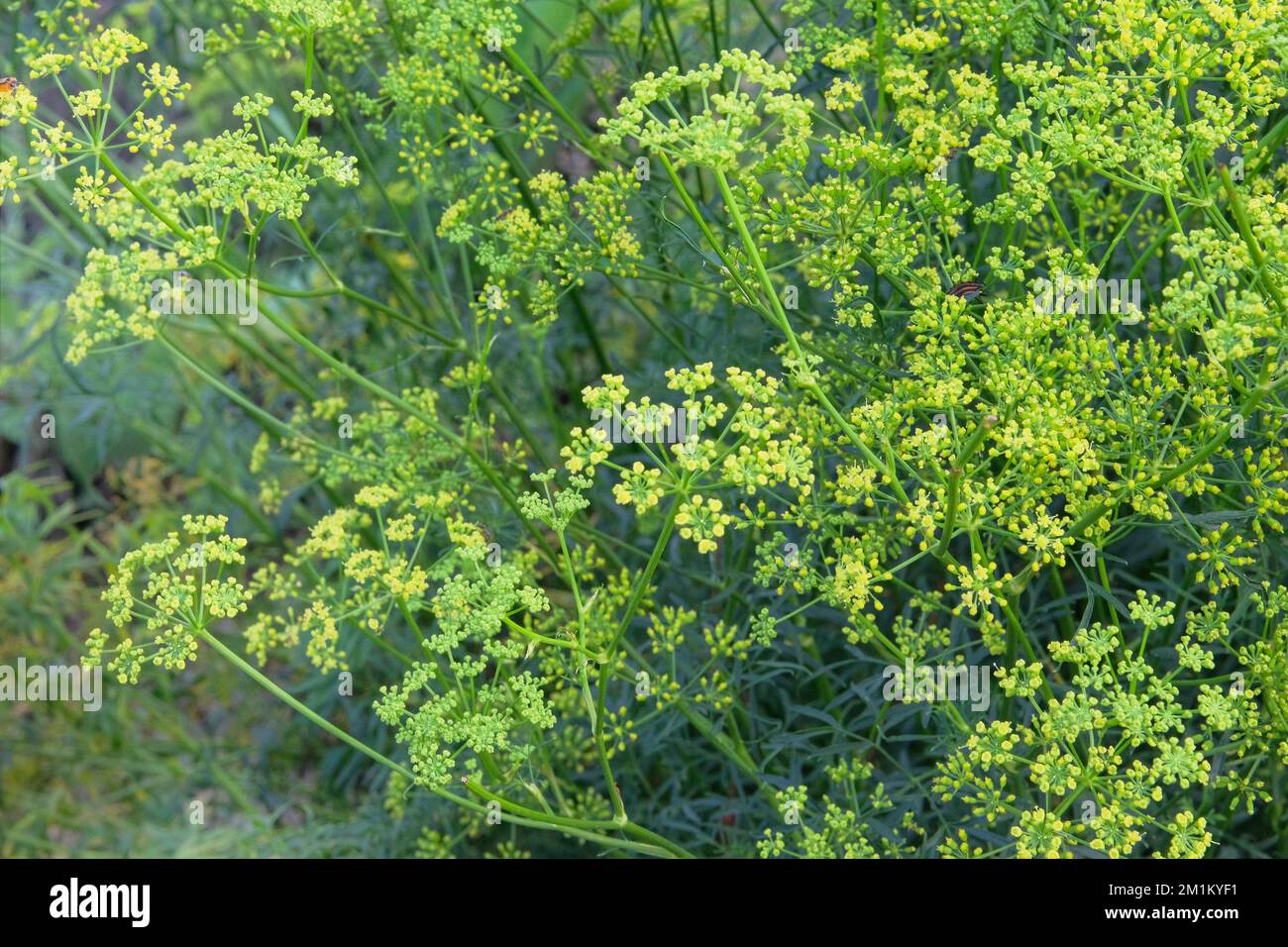 Anise. Gentle summer flowers on blurred background of green grass. Summer green meadow. Stock Photo