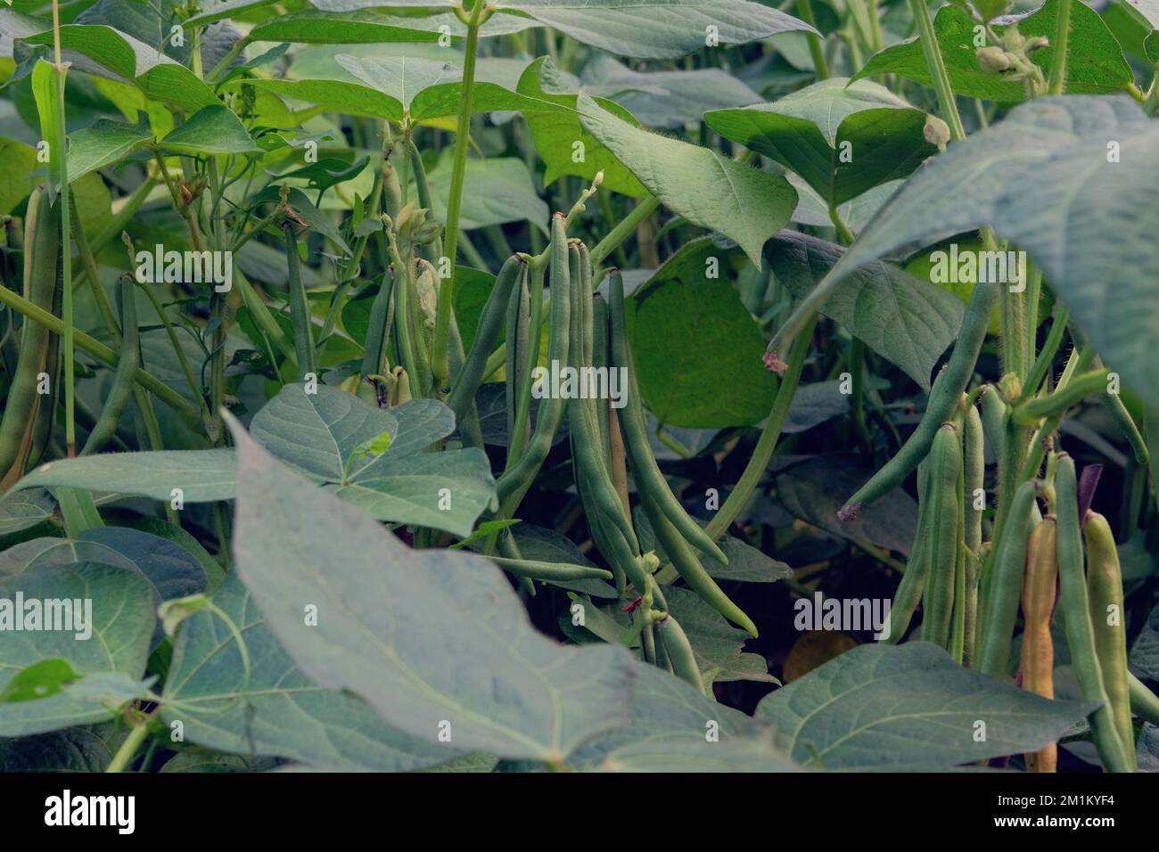 Beans is growing in rural garden. Bed in the garden. Farming and