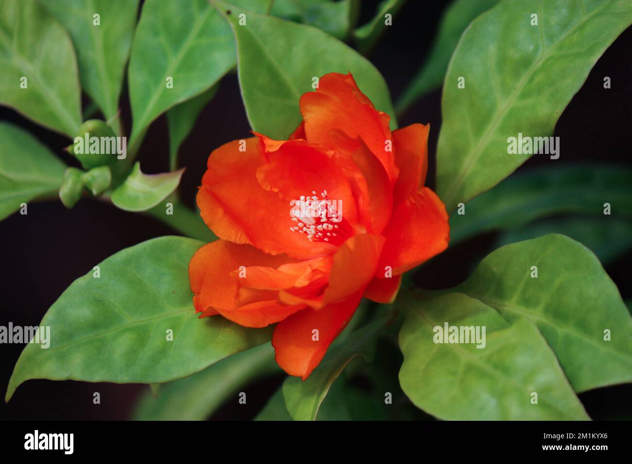 Orange wax rose or rose cactus blossom Stock Photo