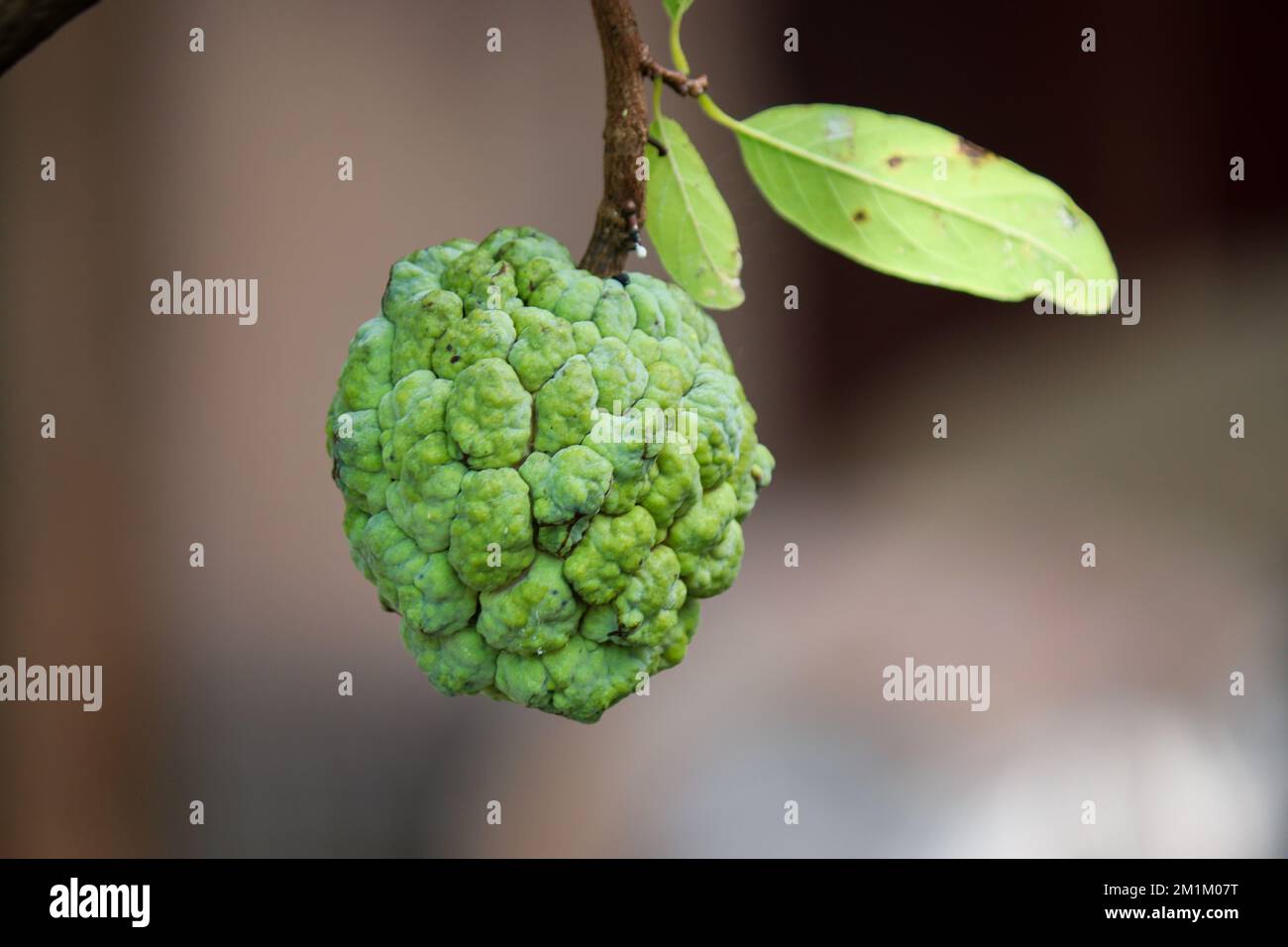 ripe fruit of sugar apple (Annona squamosa Stock Photo Alamy