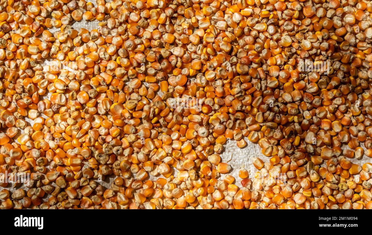 pile of corn kernels as background Stock Photo - Alamy