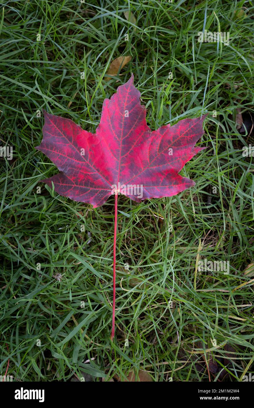 The beautiful stunning vibrant colour in a dead dying fallen Sycamore