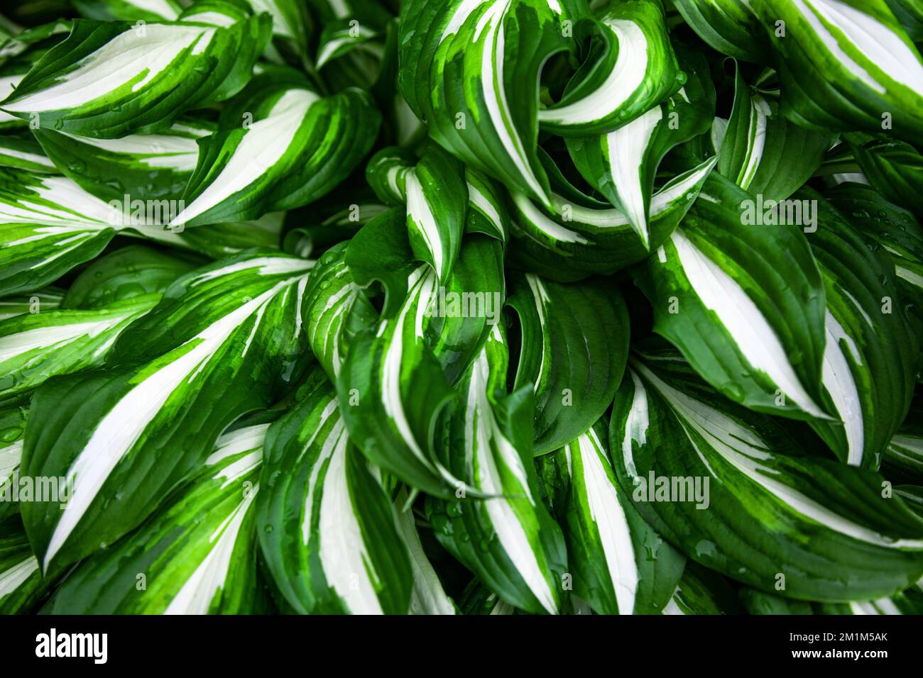 Fresh green and white leaves with rain drops texture, natural background, Decorative garden plant Hosta.  Stock Photo