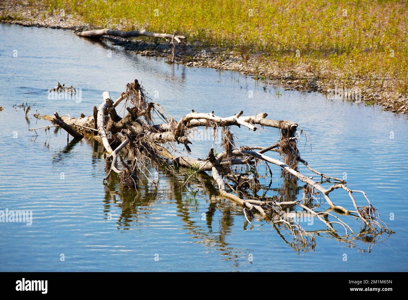 Floating trunk in the river Stock Photo Alamy