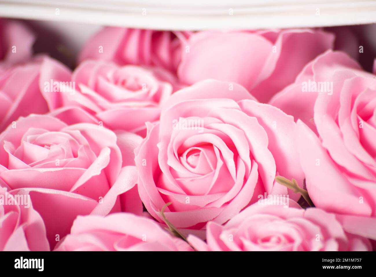 88 Wallpaper Pink Rose Flower Pictures Myweb