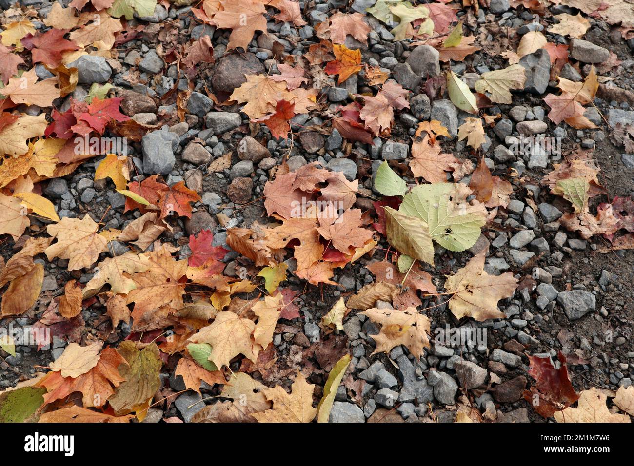 A dry maple leaf on the ground during fall season Stock Photo