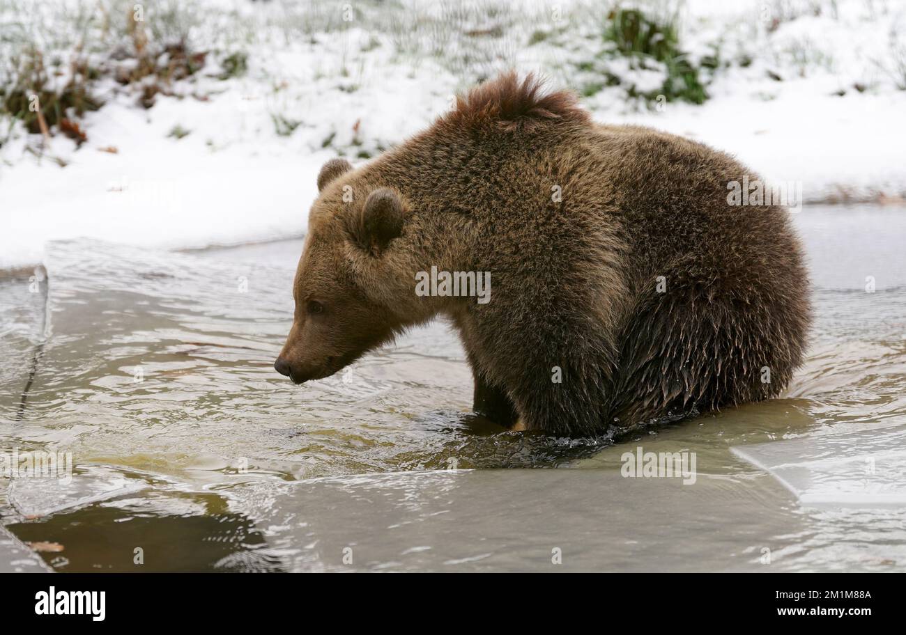 boki-a-10-month-old-bear-cub-enters-the-pool-in-the-enclosure-of-his