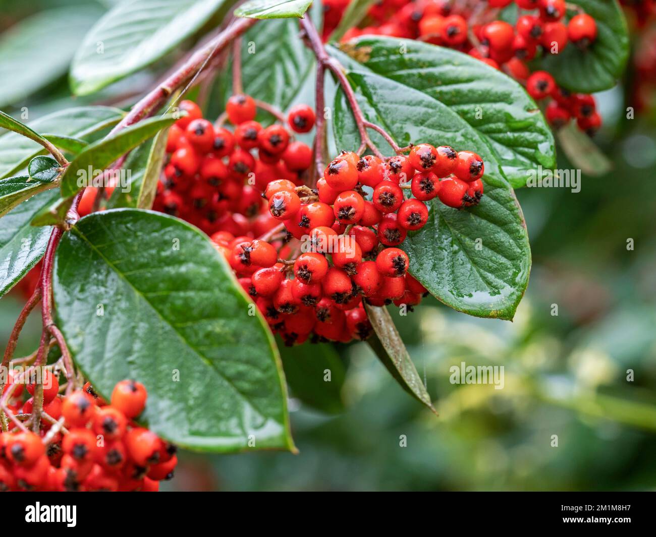 Red Cotoneaster berries after a rain shower Stock Photo