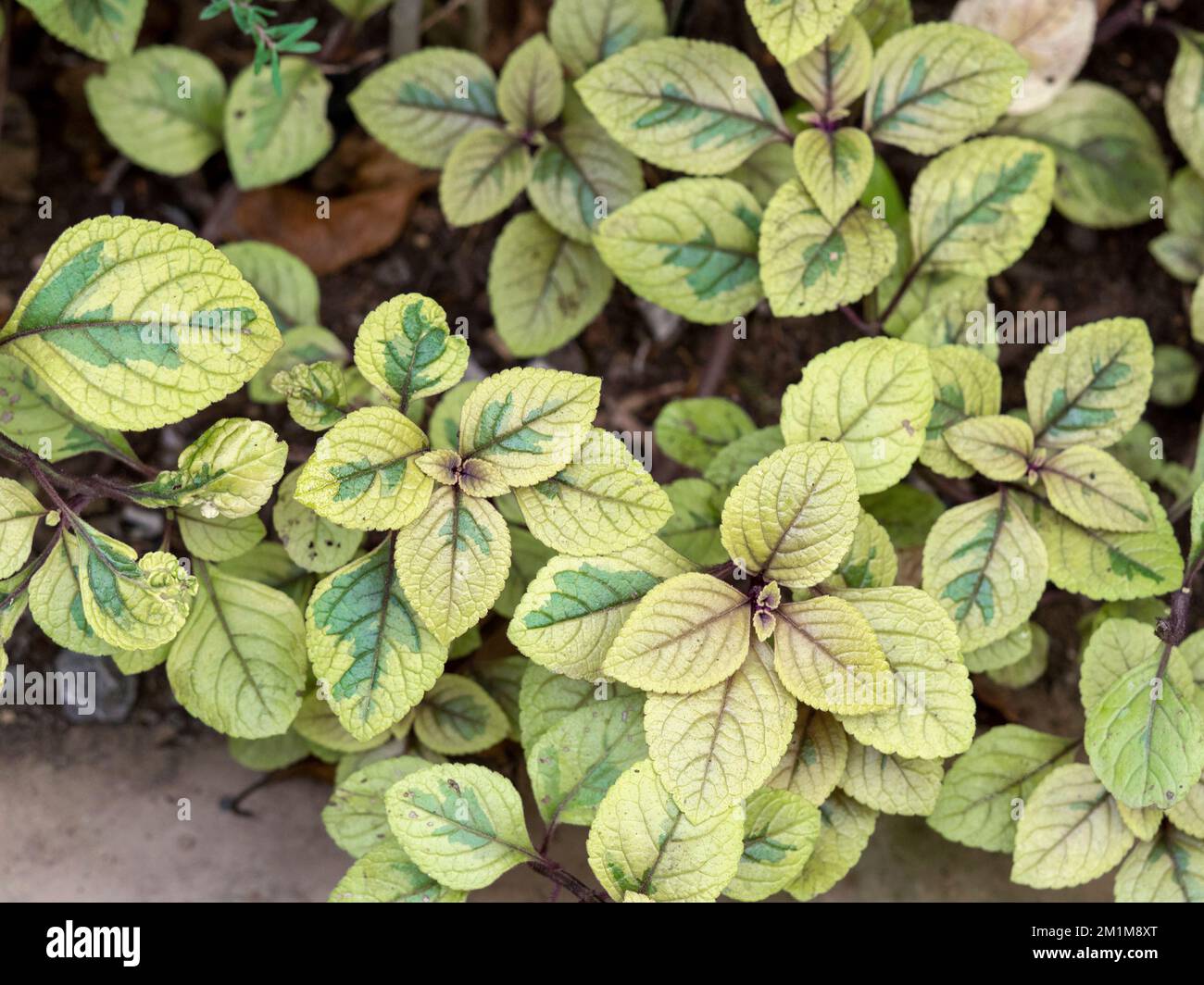 Variegated leaves of Josephs coat, Amaranthus tricolor Stock Photo