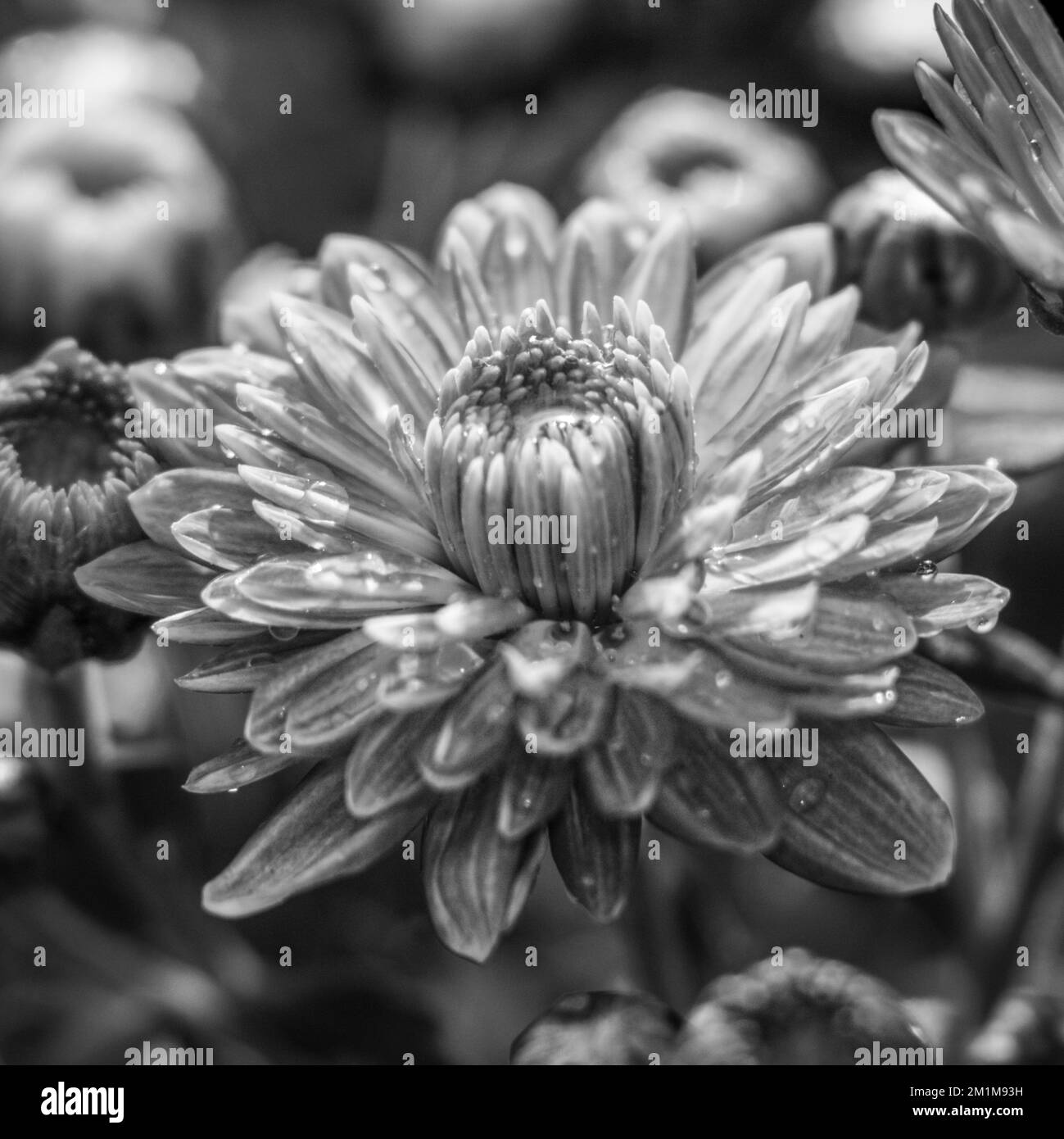 A grayscale shot of a Chrysanthemum grandiflorum flower on a soft blurry background Stock Photo