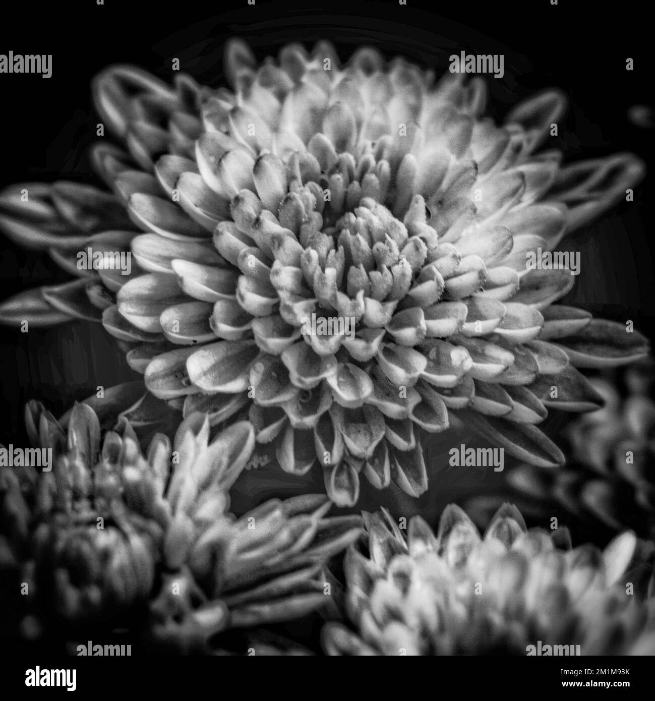 A grayscale shot of a Chrysanthemum grandiflorum flower on a soft blurry background Stock Photo