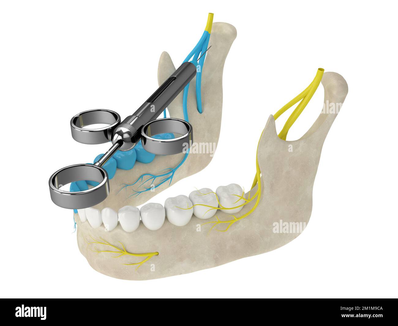 Mandibular nerve hi-res stock photography and images - Alamy