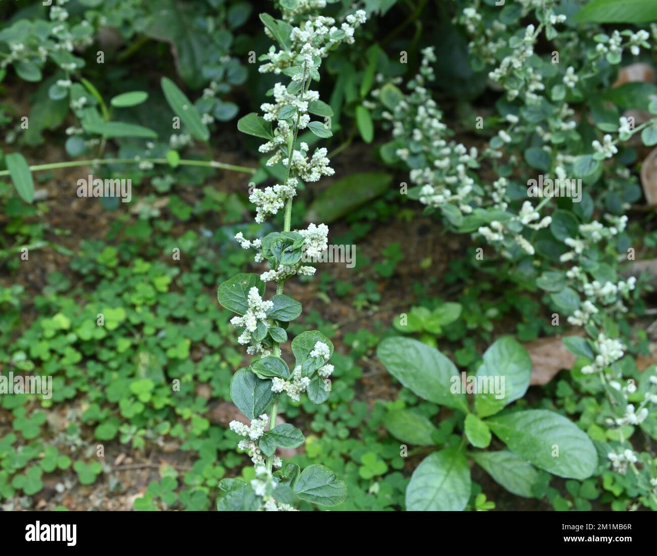 A flowering Mountain Knotgrass branch (Aerva Lanata) in the garden Stock Photo