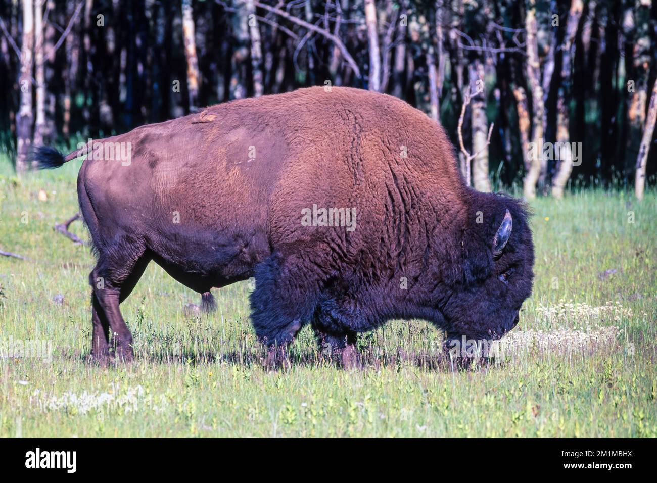 Bison on a meadow by the forest Stock Photo