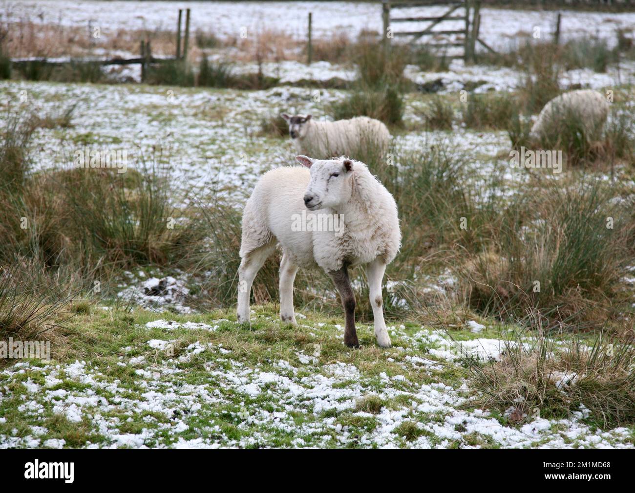 A handsome looking sheep on Pendle Hill, Lancashire, U.K. Stock Photo