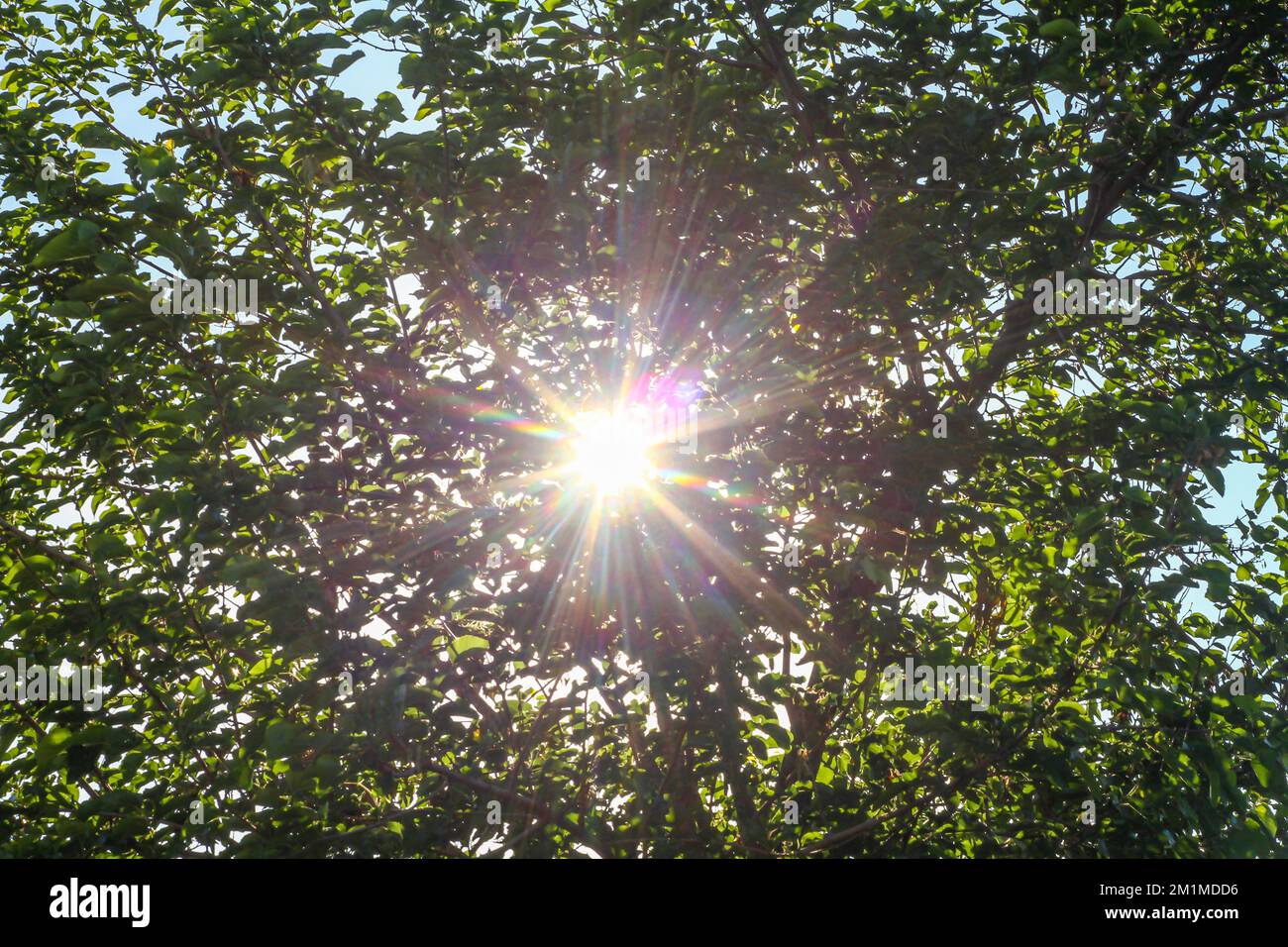 Sun rays pass through trees hi-res stock photography and images - Alamy