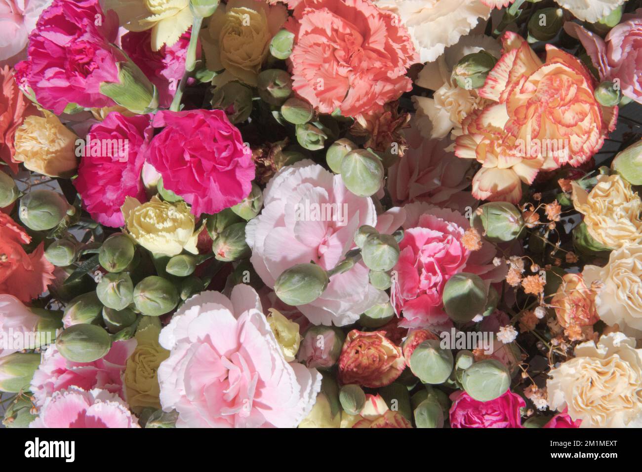 Multi-colored carnations in one bouquet. Close-up Stock Photo - Alamy