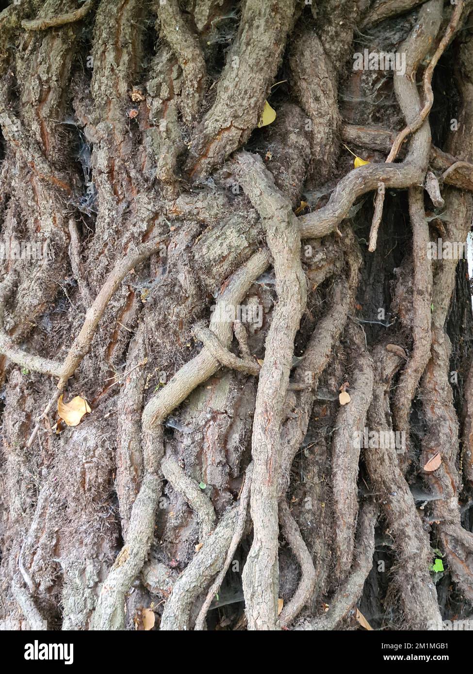 von Wurzeln umrankter Baum, Berlin  (nur fuer redaktionelle Verwendung. Keine Werbung. Referenzdatenbank: http://www.360-berlin.de. © Jens Knappe. Bil Stock Photo