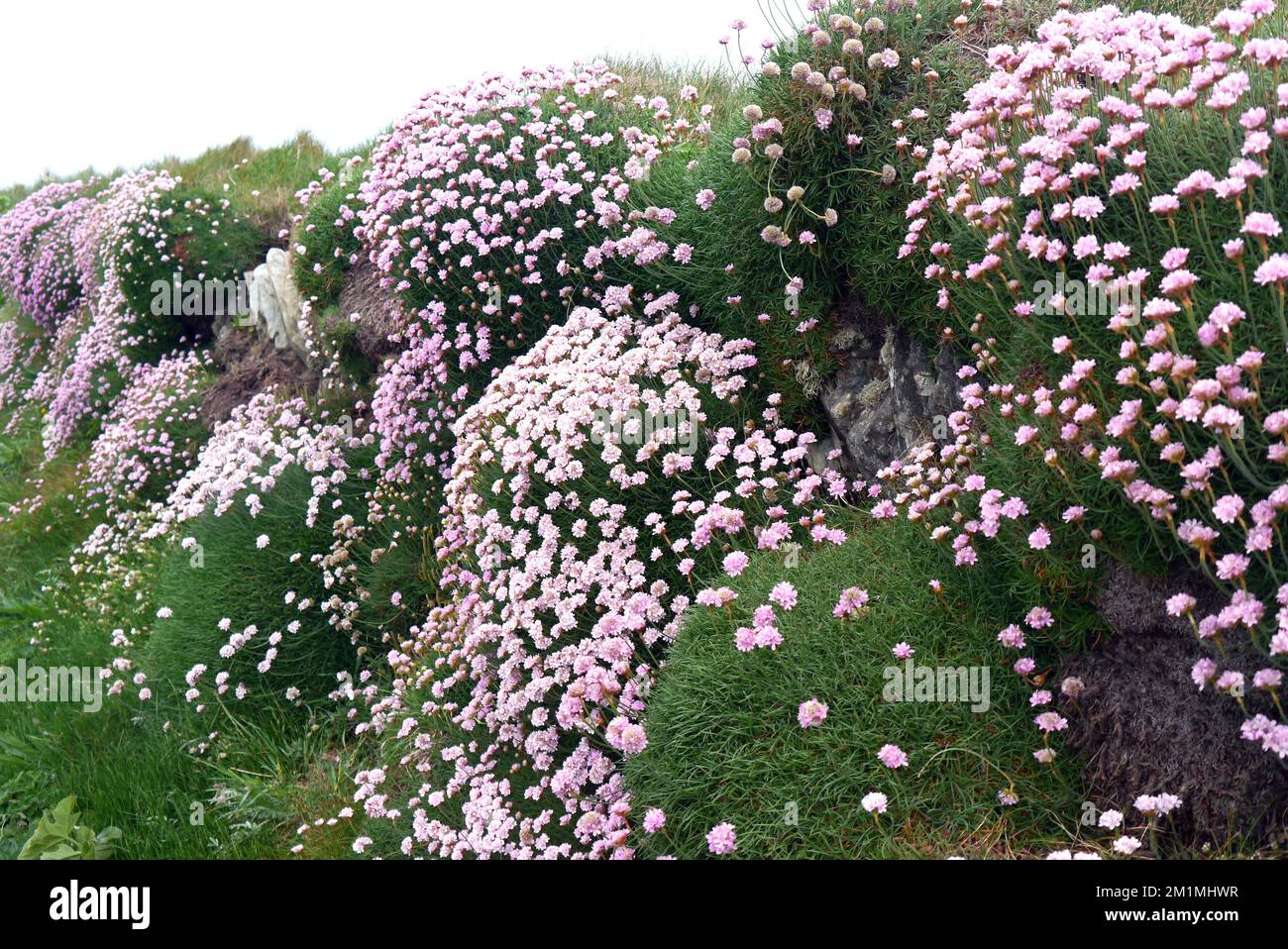 A Bank of Wild Pink Sea Thrift (Armeria Maritima) Covering a Stone Wall near Tintagel on the South West Coastal Path, Cornwall, England, UK. Stock Photo