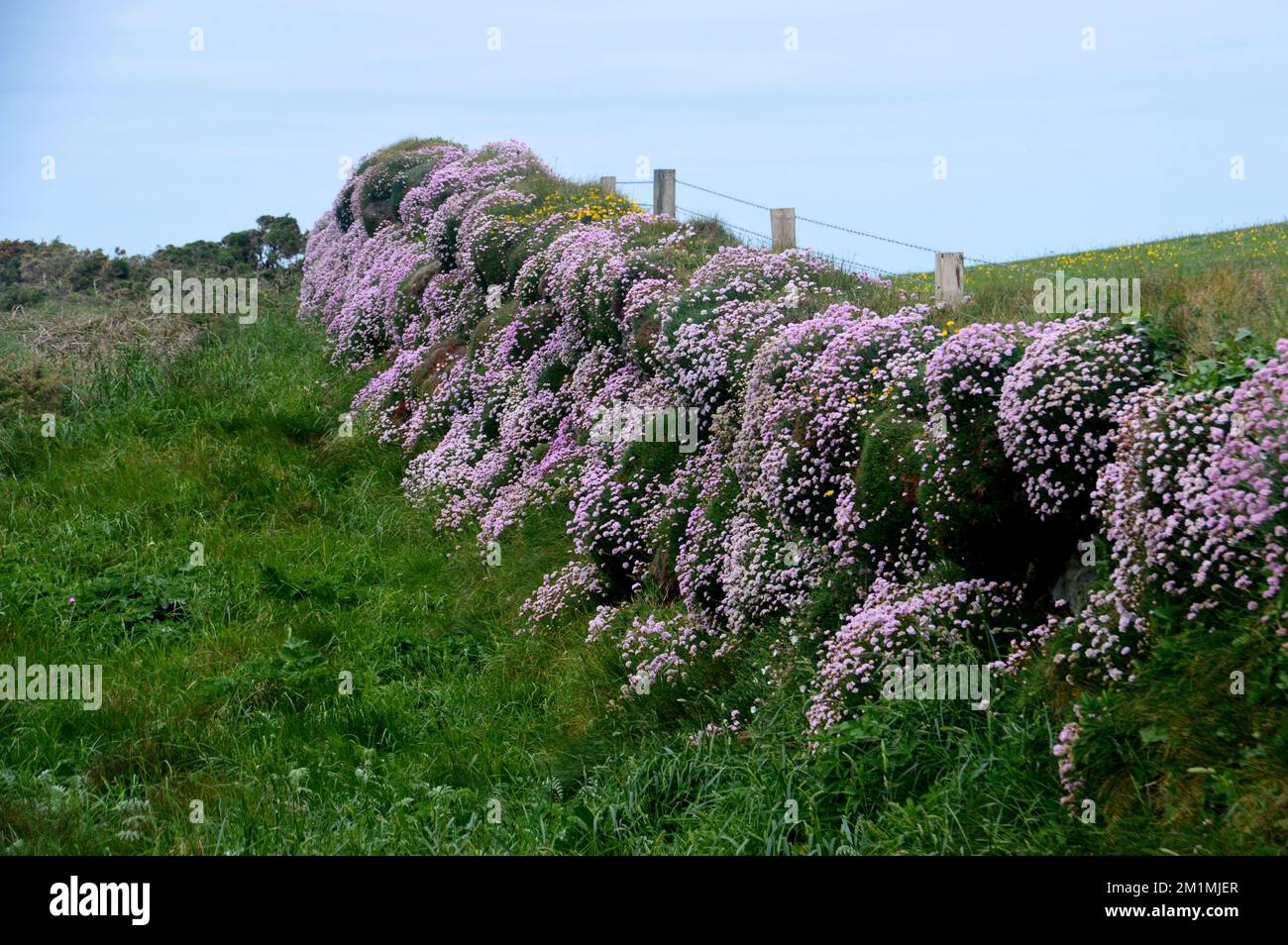 A Bank of Wild Pink Sea Thrift (Armeria Maritima) Covering a Stone Wall near Tintagel on the South West Coastal Path, Cornwall, England, UK. Stock Photo