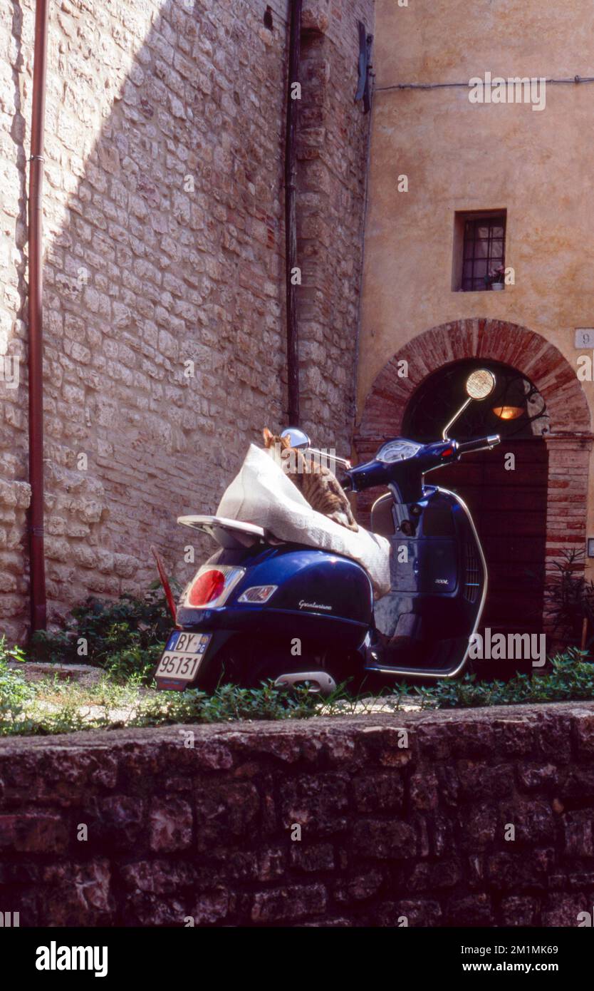 Moped Rome Cat relaxing on the saddle of a moped Rome Italy Stock Photo - Alamy