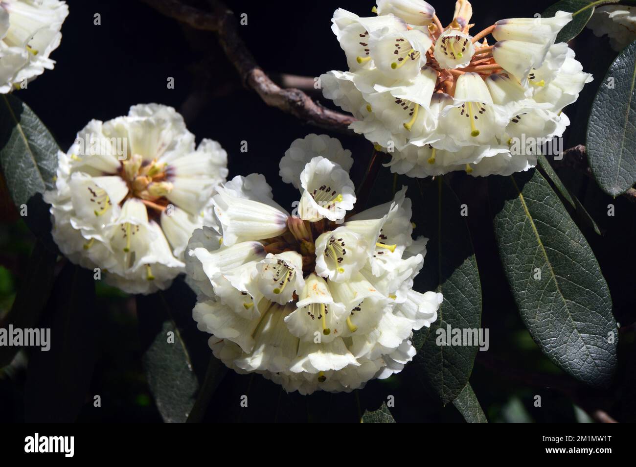 Cornwall Rhododendron Creamy White Falconer Rhododendron (Rhododendron falconeri) Flowers ...