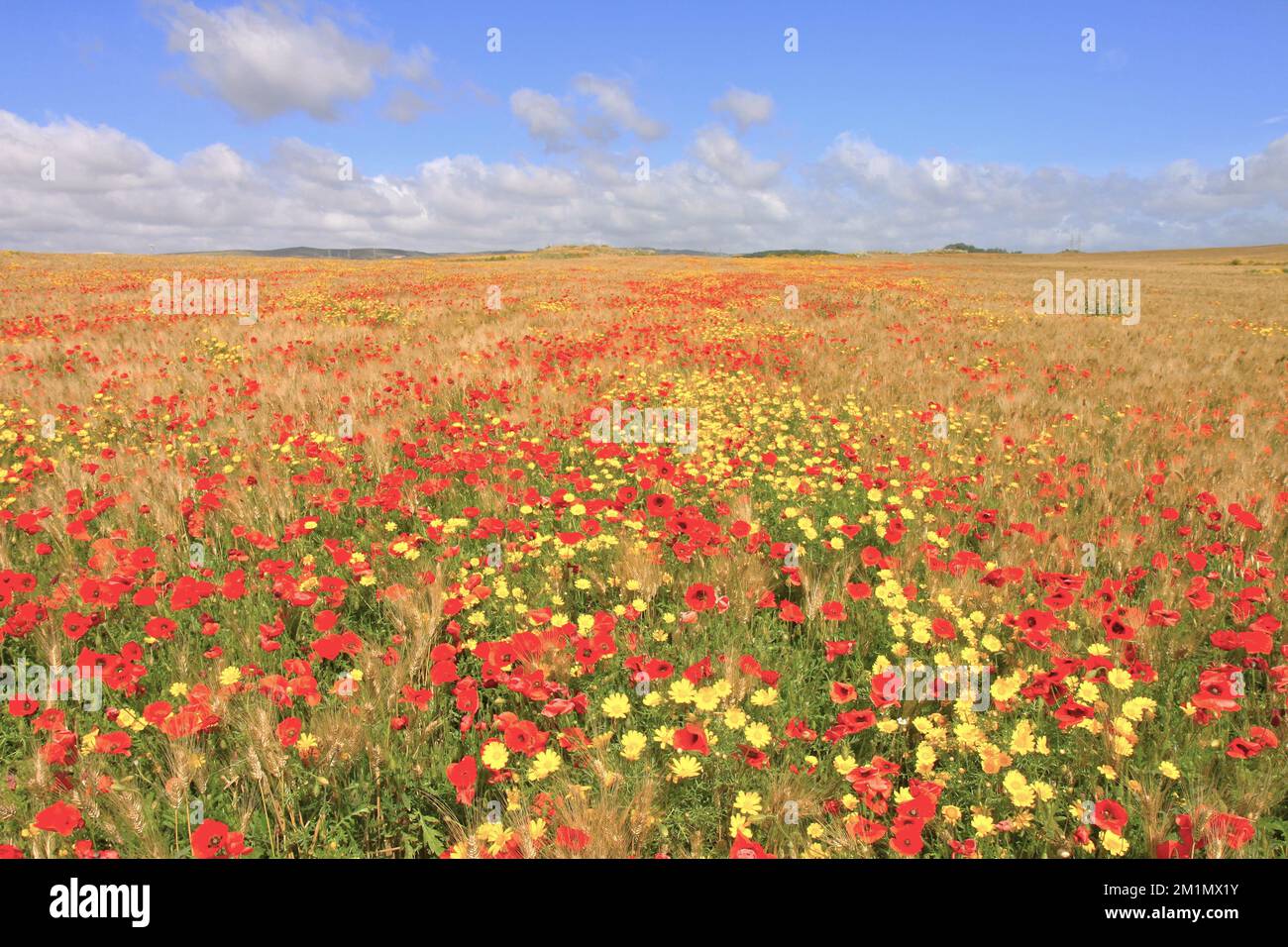Poppies field covered sunlight hi-res stock photography and images - Alamy