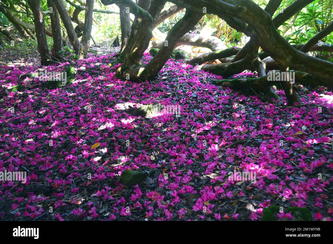 Fallen Deep Pink Rhododendron Flower Petals Laying on the Floor on the