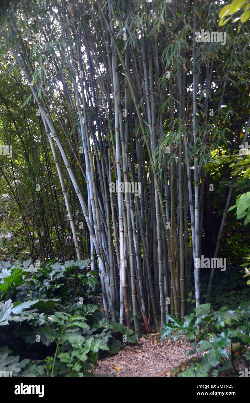 Tall Woody Clump of Bamboo (Bambusoideae) 'Bambusa' Giant Grass Growing