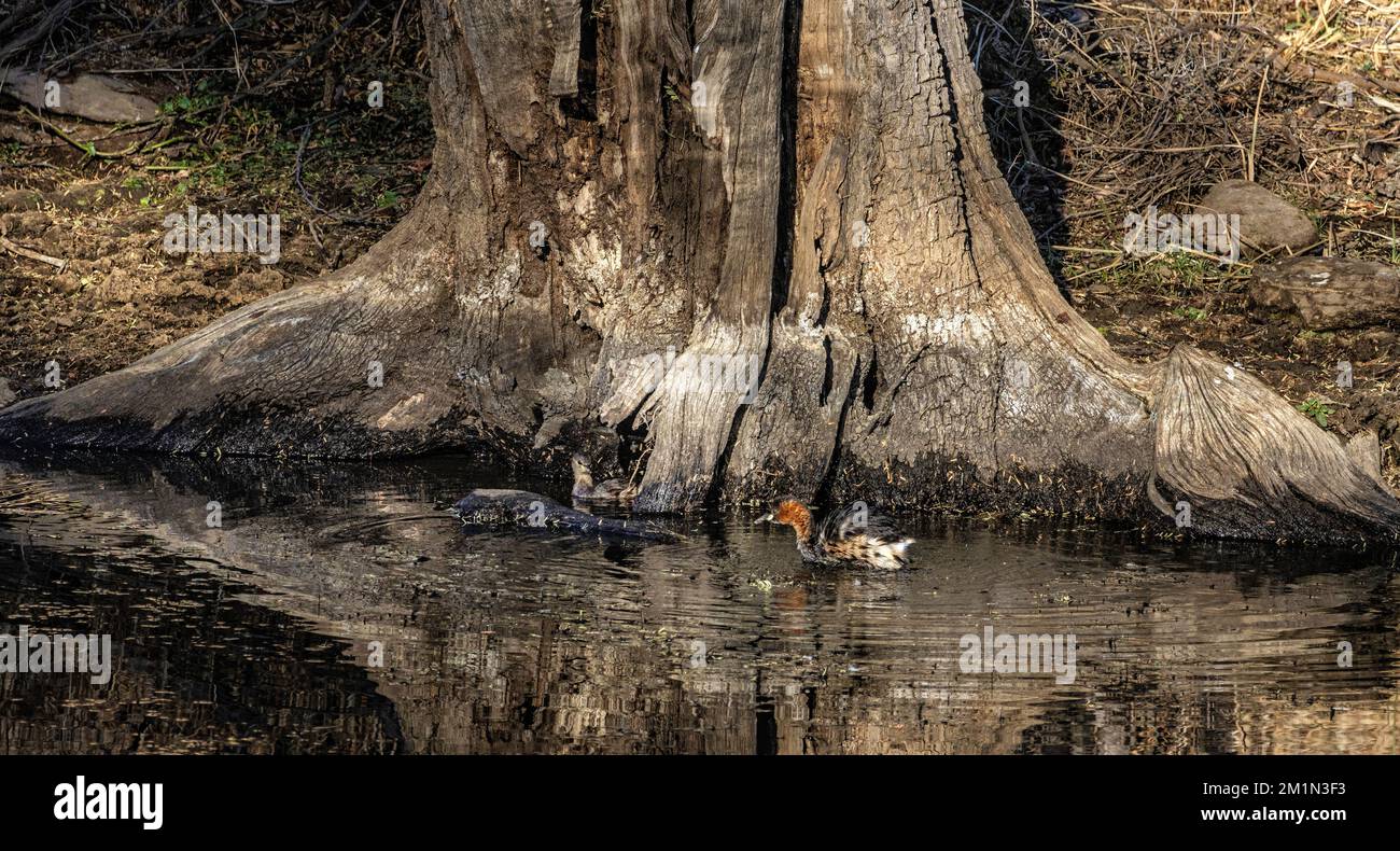 Mud water tree roots hi-res stock photography and images - Alamy