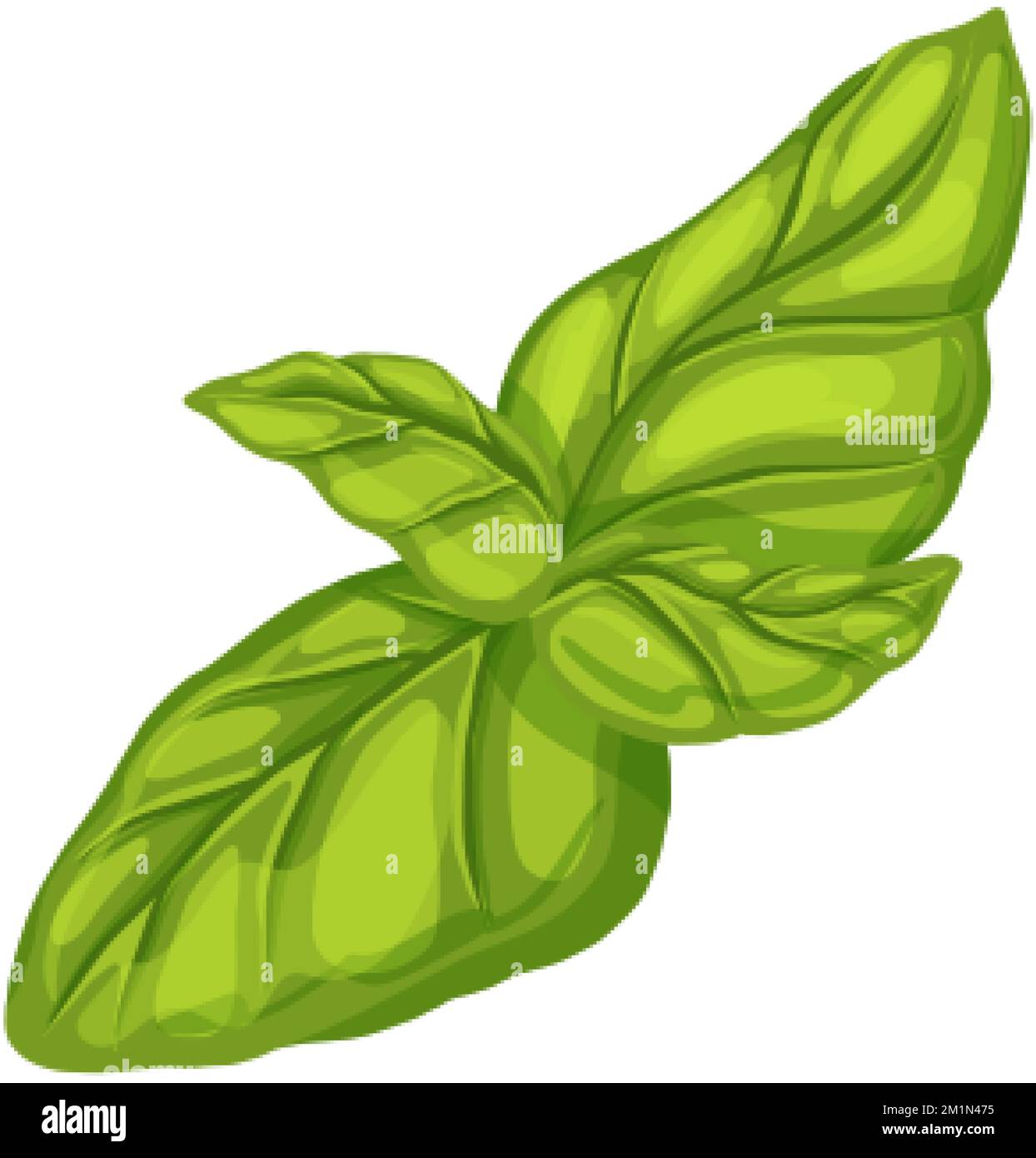 basil leaf green cartoon vector illustration Stock Vector Image & Art
