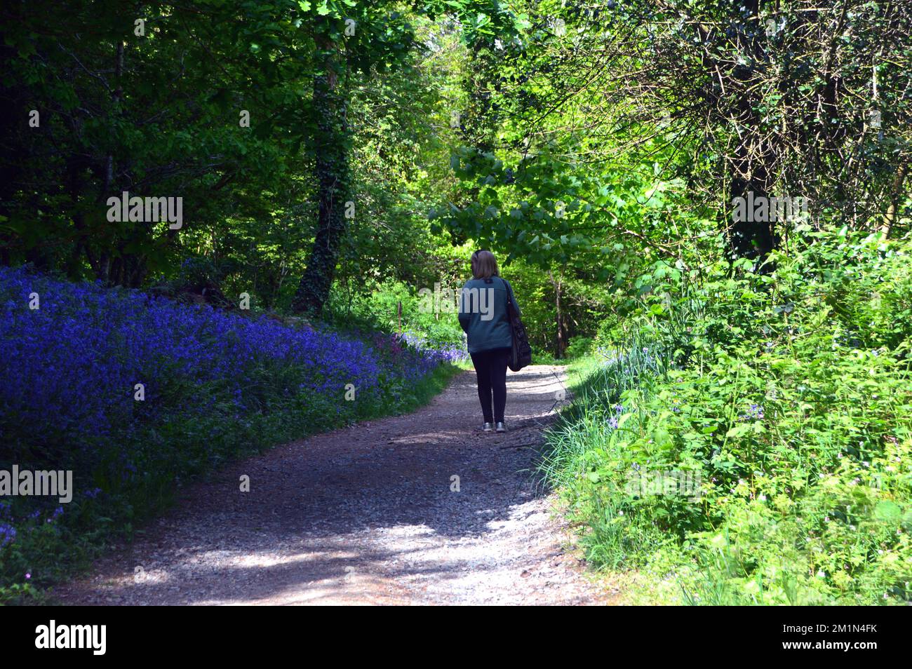 Woman Walking by Wild Bluebells (Hyacinthoides Non-scripta) by the Georgian Ride (Lost Valley) in the Lost Gardens of Heligan, St.Austell, Cornwall. Stock Photo