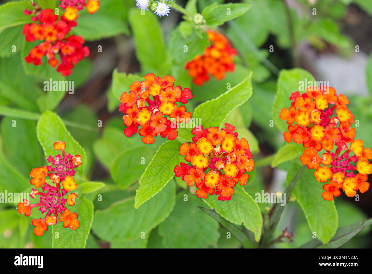 red colored lantana flower on tree in garden Stock Photo