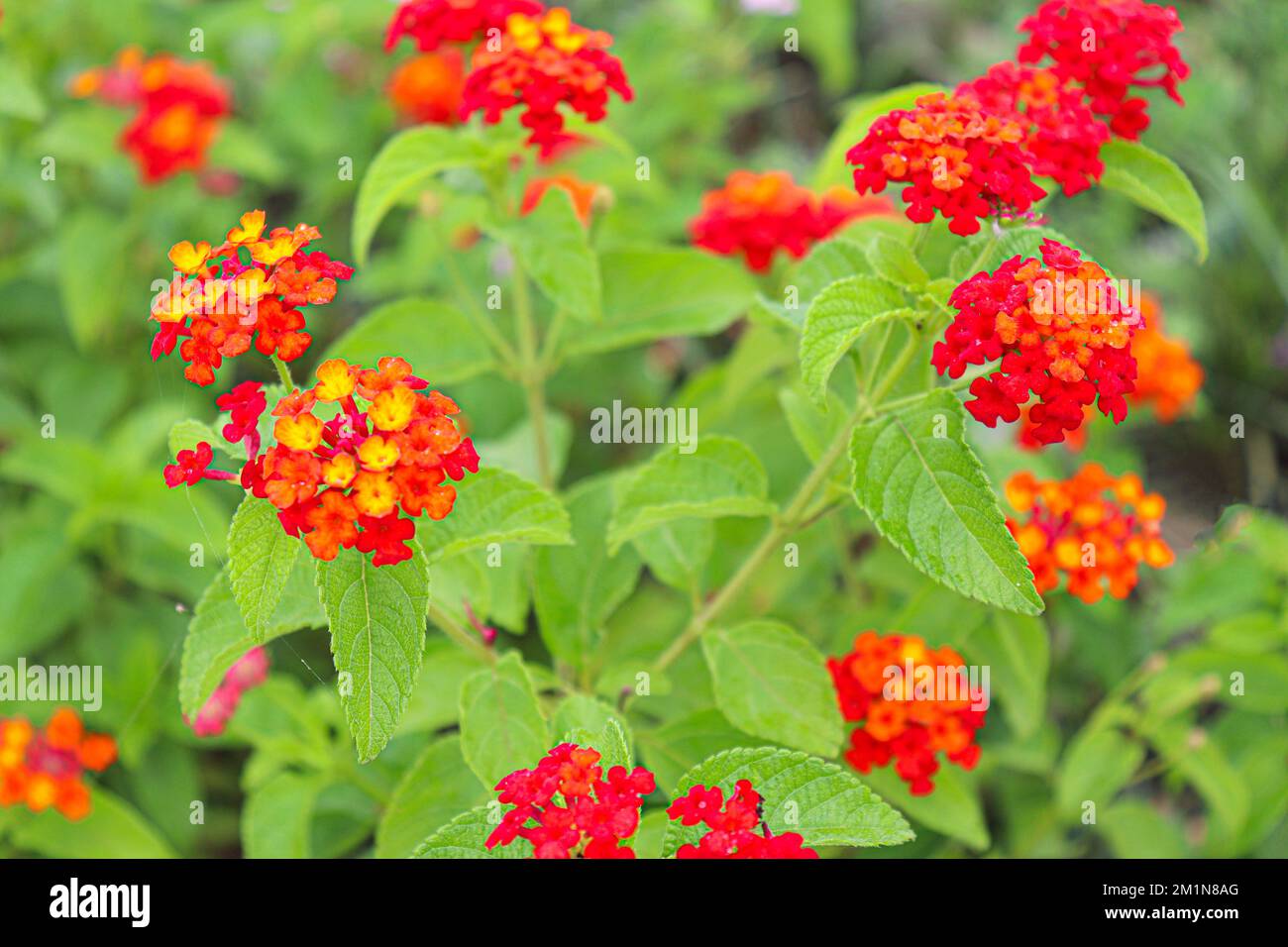 red colored lantana flower on tree in garden Stock Photo