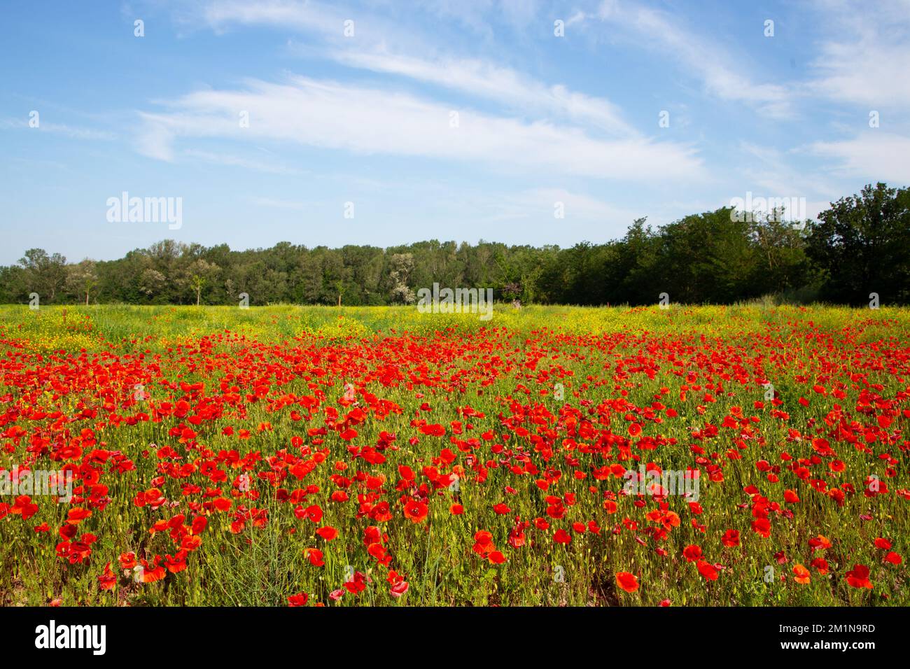 Poppies field covered sunlight hi-res stock photography and images - Alamy