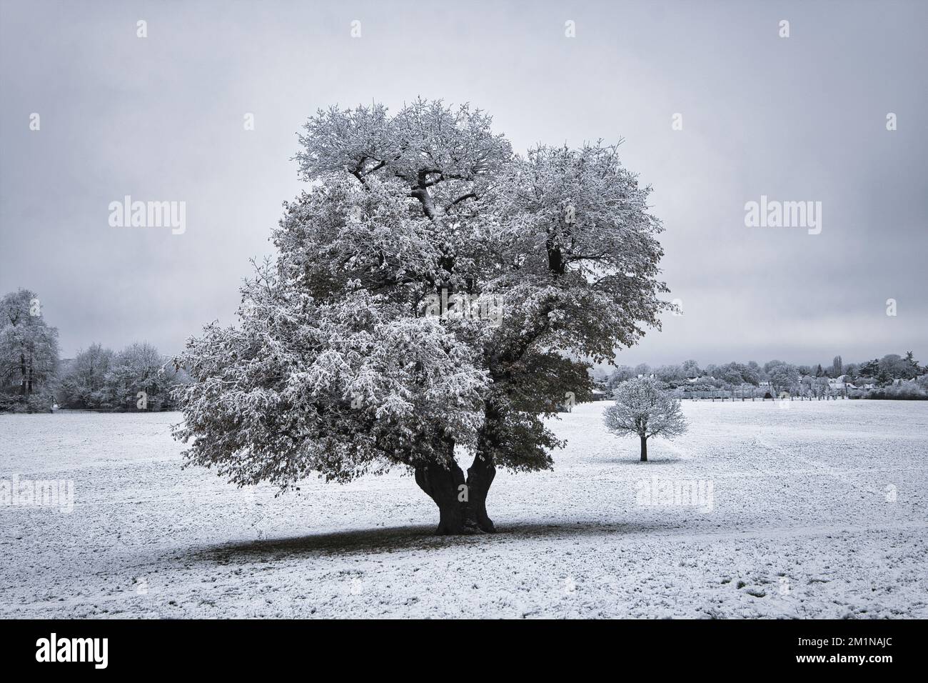 Snow covered trees in Lloyd Park, Croydon, Surrey Stock Photo